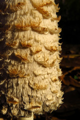 Shaggy ink cap (Coprinus comatus) or lawyer's wig or shaggy mane, a common edible mushroom, fungus of grasslands and meadows with white bell-shaped caps open out covered with scales, Agaricales