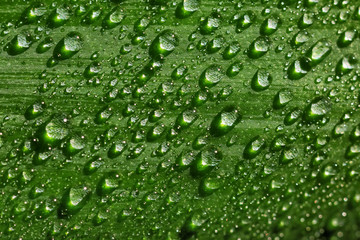 Leaf of plant with water drops, closeup