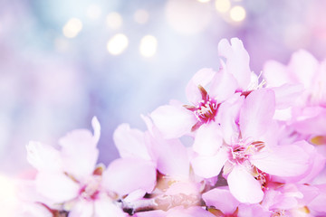 Obraz na płótnie Canvas Almond blossom. Spring background