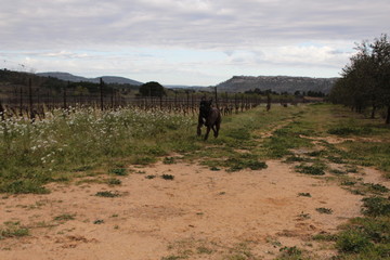 chien cane corso qui court