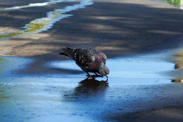 a pigeon drinks from a muddy puddle