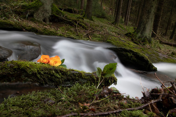 Rosen an romantischem Bachlauf