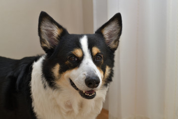 No.156撮影者の愛犬、黒コーギー右向き顔アップ屋内