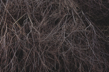 Fototapeta na wymiar background of dry branches