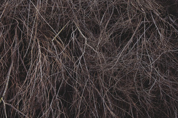 background of dry branches