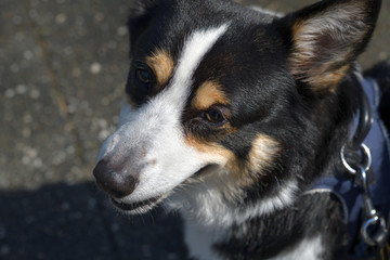 No.157撮影者の愛犬、散歩中の黒コーギー左向き顔アップ