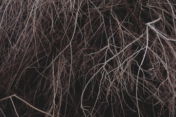 Fototapeta na wymiar background of dry branches
