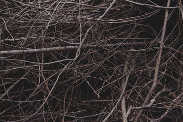 background of dry branches