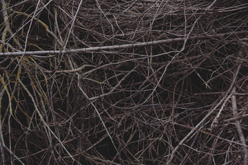 background of dry branches