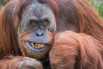 Orang-outan montrant les dents © yamathom