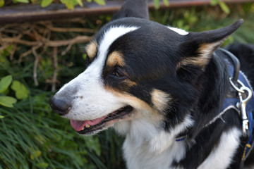 No.160撮影者の愛犬、散歩中の黒コーギー左向き顔アップ