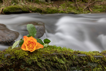 Rosen an romantischem Bachlauf