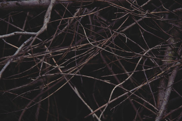 background of dry branches