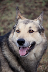 portrait of young domestic dog