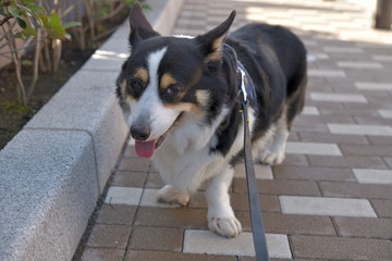 No.166撮影者の愛犬、散歩中の黒コーギー左向き