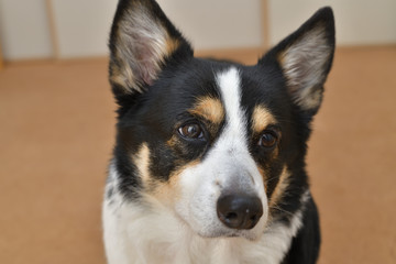 No.167撮影者の愛犬、黒コーギー右向き顔アップ屋内コルクマット