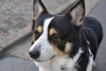 No.170撮影者の愛犬、散歩中の黒コーギー左向き顔アップ