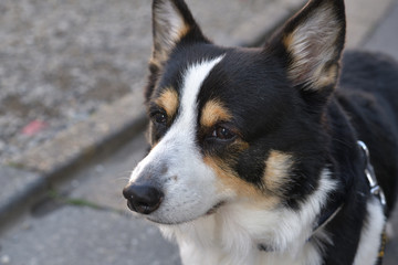 No.171撮影者の愛犬、散歩中の黒コーギー左向き顔アップ