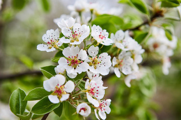 beautiful blooming apple trees orchard in spring garden