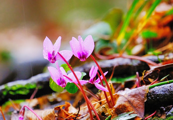 Blooming cyclamens after the rain. Close-up, all the petals in the dew, real tenderness and freshness. Spring photo.