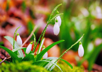 Blooming snowdrops after the rain. Close-up, all the petals in the dew, real tenderness and freshness. Spring photo.
