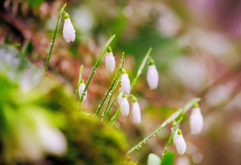 Blooming snowdrops after the rain. Close-up, all the petals in the dew, real tenderness and freshness. Spring photo.