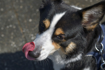 No.185撮影者の愛犬、散歩中の黒コーギー左向き顔アップ舌を左側にペロン