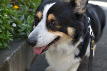 No.191撮影者の愛犬、控えめに笑う散歩中の黒コーギー左向き顔アップ