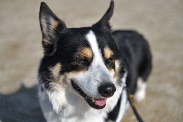 No.197撮影者の愛犬、散歩中のグランドで笑う黒コーギー