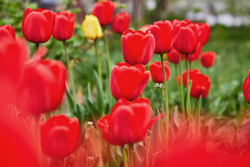 Obraz premium a lot of beautiful red tulips growing in the garden on springtime as flowers concept