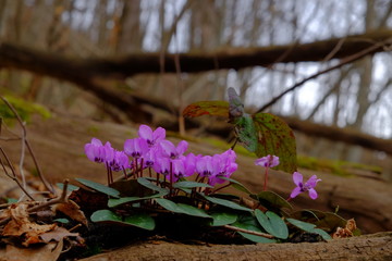  Kissing wild cyclamen. Beautiful natural flowerbed. Purple flowers.