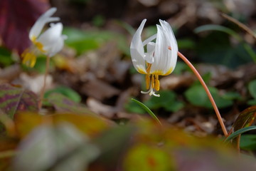  Kandyk is blooming. Beautiful white flower. Close-up. Scattered light.