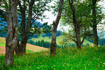 nature - beautiful trees, summer landscape in carpathian mountains, wildflowers and meadow, spruces on hills, beautiful cloudy sky