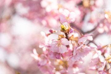 写真素材: さくら