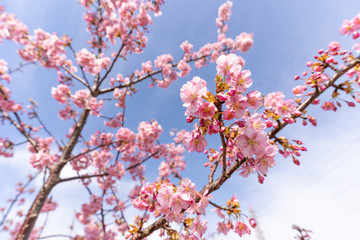 写真素材: さくらと青空