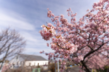 写真素材: さくら