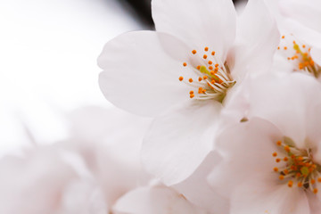 Fototapeta na wymiar Close-up of Sakura (Cherry) flower in Shinjuku Park of Tokyo, Japan