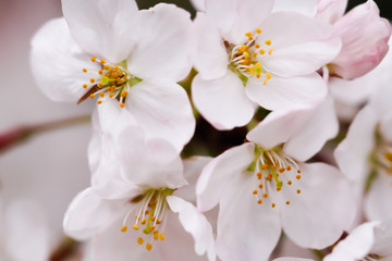 Fototapeta na wymiar Close-up of Sakura (Cherry) flower in Shinjuku Park of Tokyo, Japan