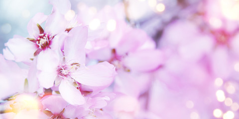 Naklejka na ściany i meble Almond blossom. Spring background