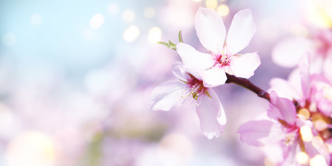 Obraz na płótnie Canvas Almond blossom. Spring background