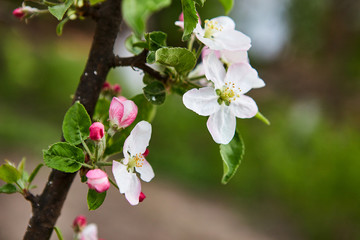 beautiful blooming apple trees orchard in spring garden