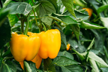 Yellow pepper cultivation on an ecological greenhouse - 327300462
