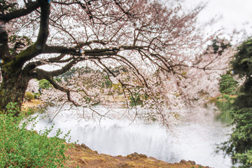 Long exposure of a Sakura (Cherry) tree in a windy day.