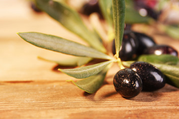 Olive tree branch.
