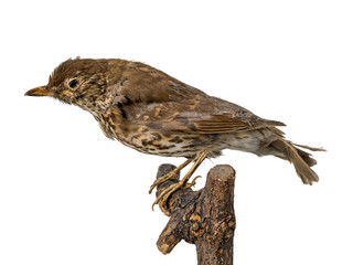 Stuffed European song thrush sits on a branch.