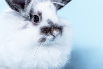 Close up images of White furry rabbit with long black ears and fur around its eyes, On blue soft background, to pet and animal concept.