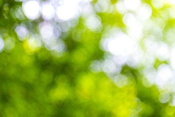 Fototapeta premium Natural green bokeh abstract background