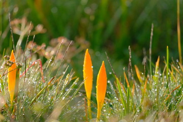 Saffron in dew drops.  Beautiful crocus in the drops of dew. Beautiful bokeh. Close-up. Good light.