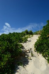 Fototapeta na wymiar 白い砂浜の道と南国の植物