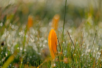 Saffron in dew drops.  Beautiful crocus in the drops of dew. Beautiful bokeh. Close-up. Good light.